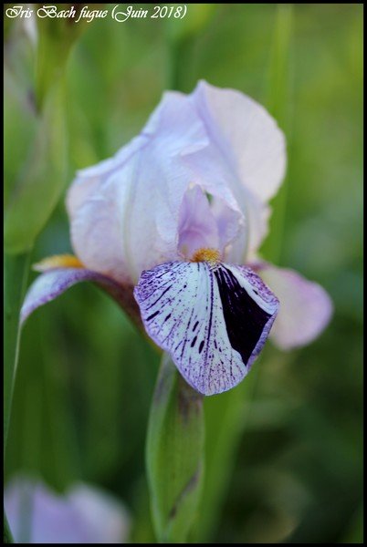 Iris d'Allemagne, Iris barbu Iris germanica Bach fugue