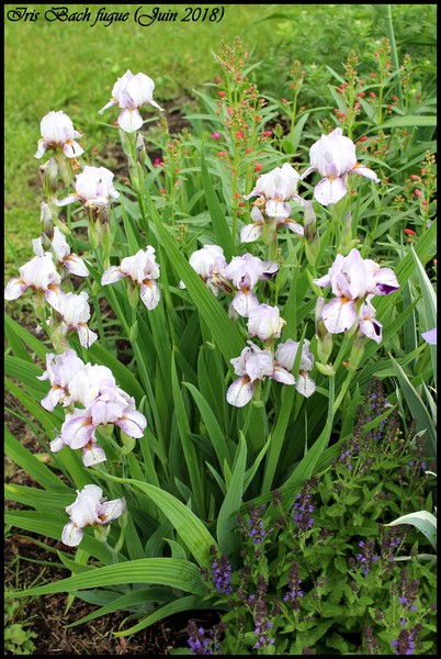 Iris d&rsquo;Allemagne, Iris barbu, Iris germanica 'Bach fugue'