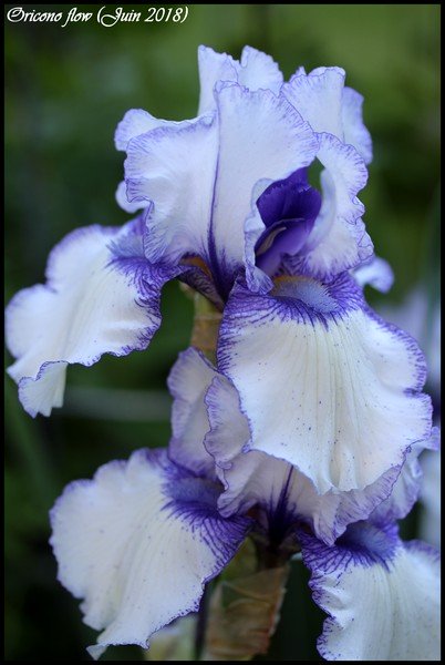 Iris d'Allemagne, Iris barbu Iris germanica Oricono flow