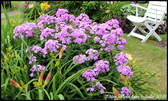 Phlox panicul&eacute;, phlox des jardins, Phlox paniculata 'Violet flame'