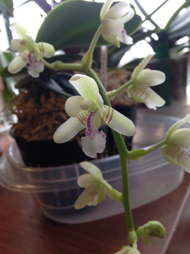 Orchid&eacute;e, phal., Phalaenopsis japonica 