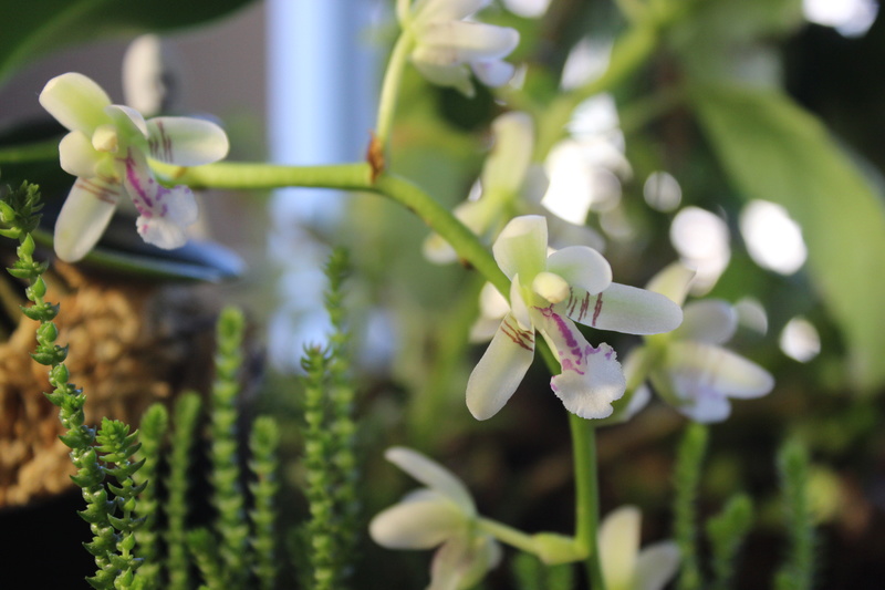 Orchidée, phal. Phalaenopsis japonica 