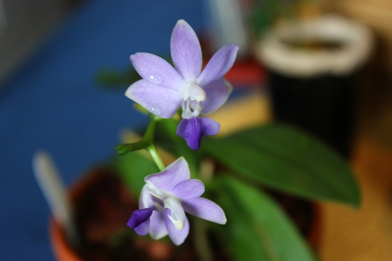 Orchid&eacute;e, phal., Phalaenopsis 'Tying Shin Blue Jay'