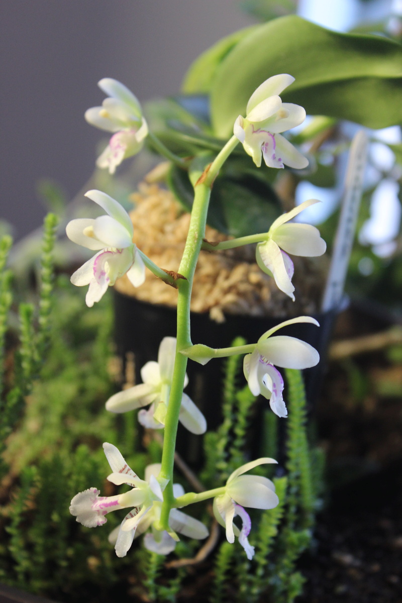 Orchid&eacute;e, phal., Phalaenopsis japonica 