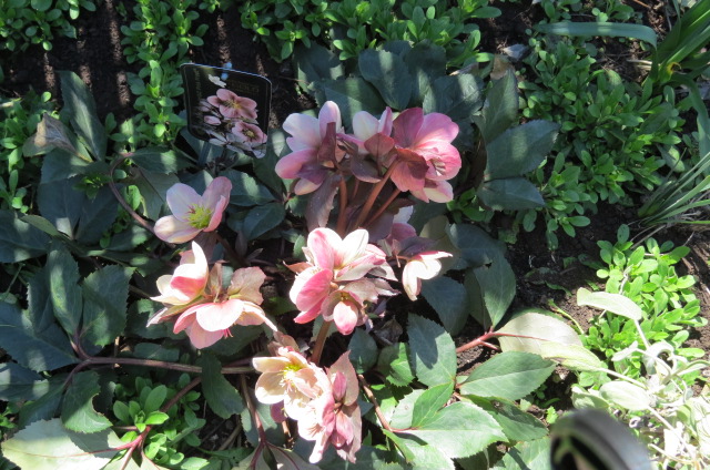 Hell&eacute;bore, Helleborus ×ballardiae 'HGC Pink Frost'