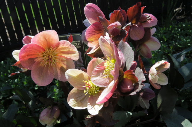 Hell&eacute;bore, Helleborus ×ballardiae 'HGC Pink Frost'