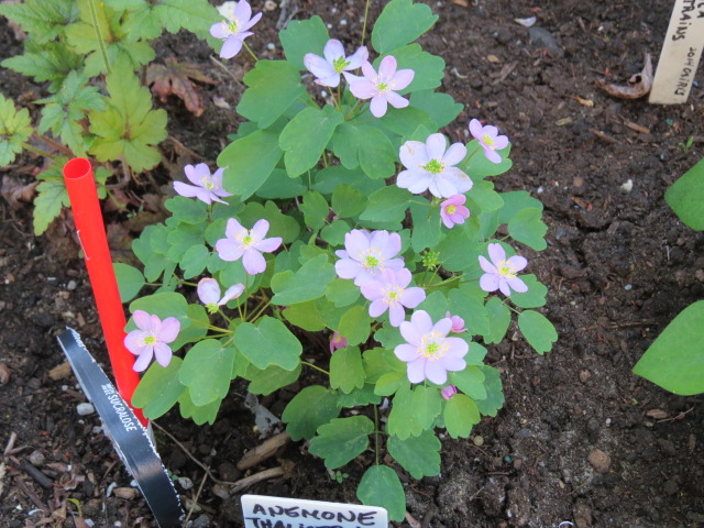 An&eacute;mone, Anemone thalictroides 'Rosea'