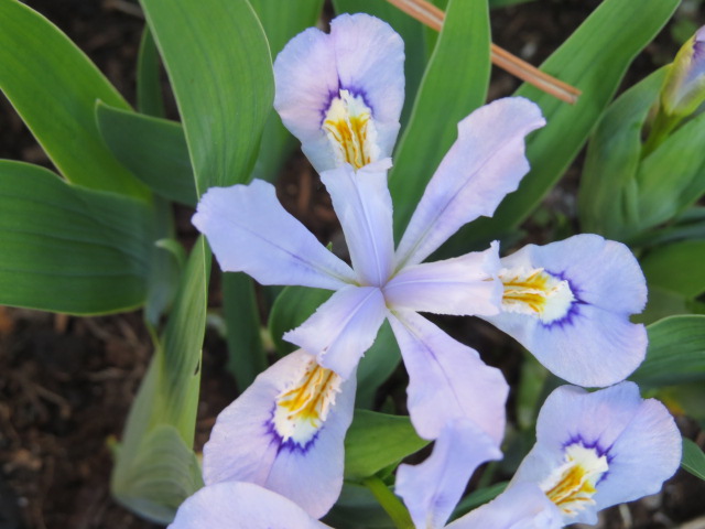 Iris cristata Powder Blue Giant