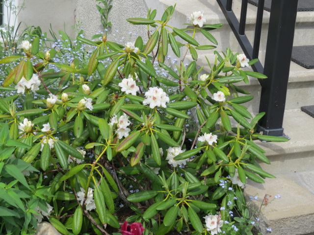 Rhododendron brachycarpum 'Peter Tigerstedt'