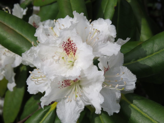 Rhododendron brachycarpum 'Peter Tigerstedt'