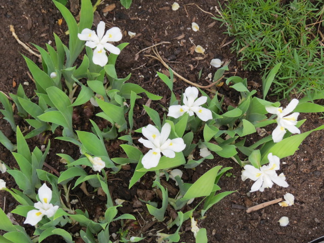 Iris cristata 'Alba'