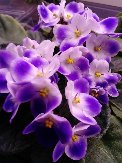 Violette africaine, violette du Cap, Saintpaulia 