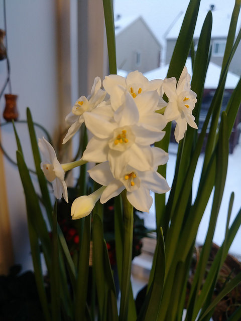 Narcisse Narcissus Paper White