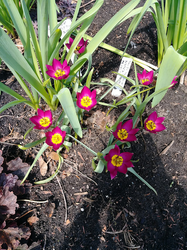 Tulipe, tulipes, Tulipe Botanique, Tulipa humilis 'Persian Pearl'