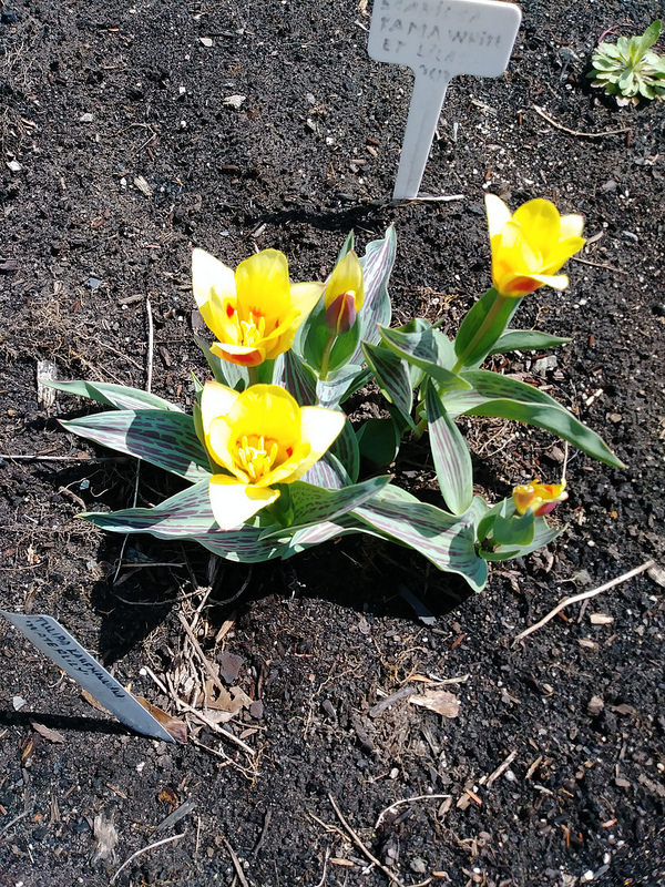 Tulipe, tulipes Tulipe nénuphar Tulipa kaufmanniana Stresa