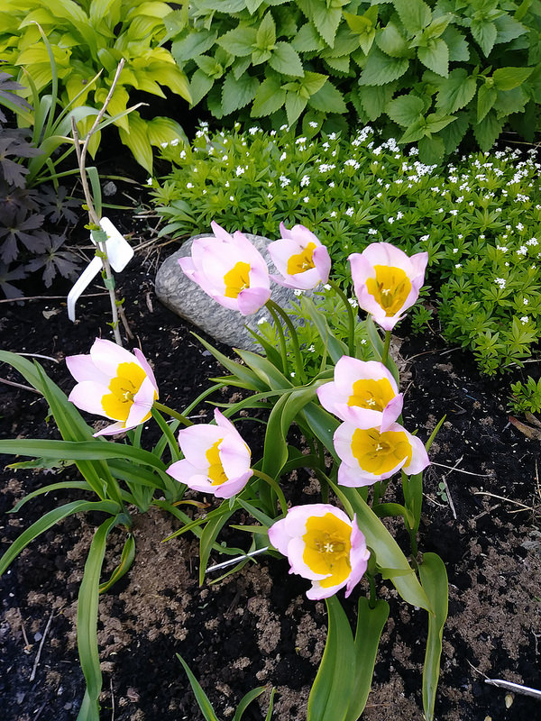 Tulipe, tulipes, Tulipa bakeri 'Lilac Wonder'
