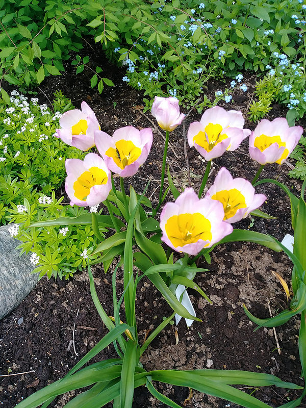 Tulipe, tulipes Tulipa bakeri Lilac Wonder