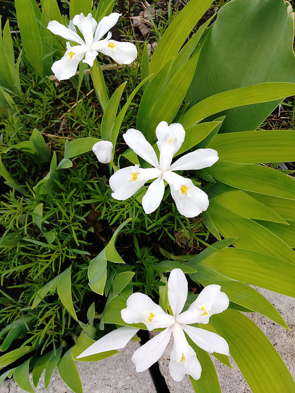 Iris cristata 'alba'