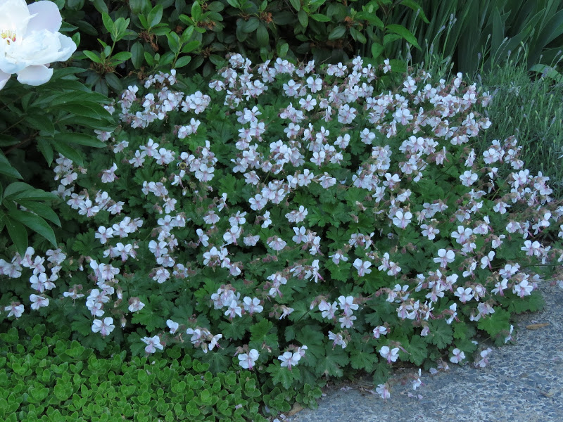 G&eacute;ranium, Geranium ×cantabrigiense 'biokovo'