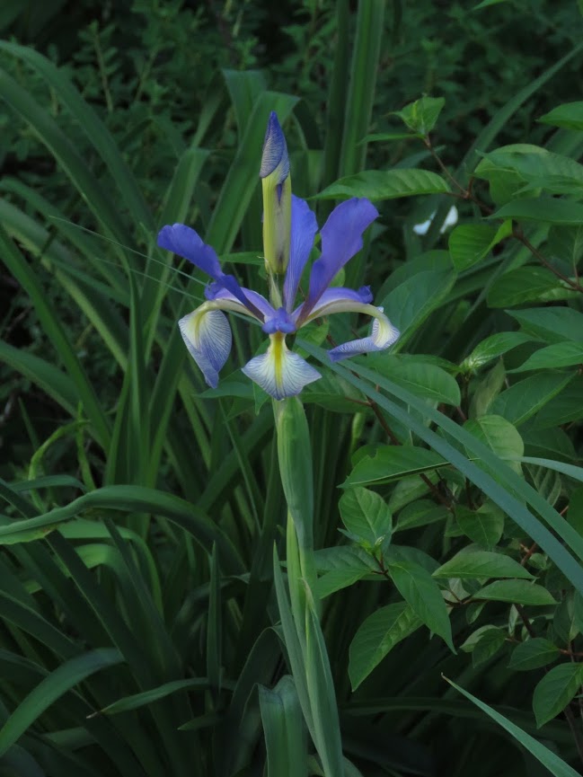 Iris spuria 'Russian blue'