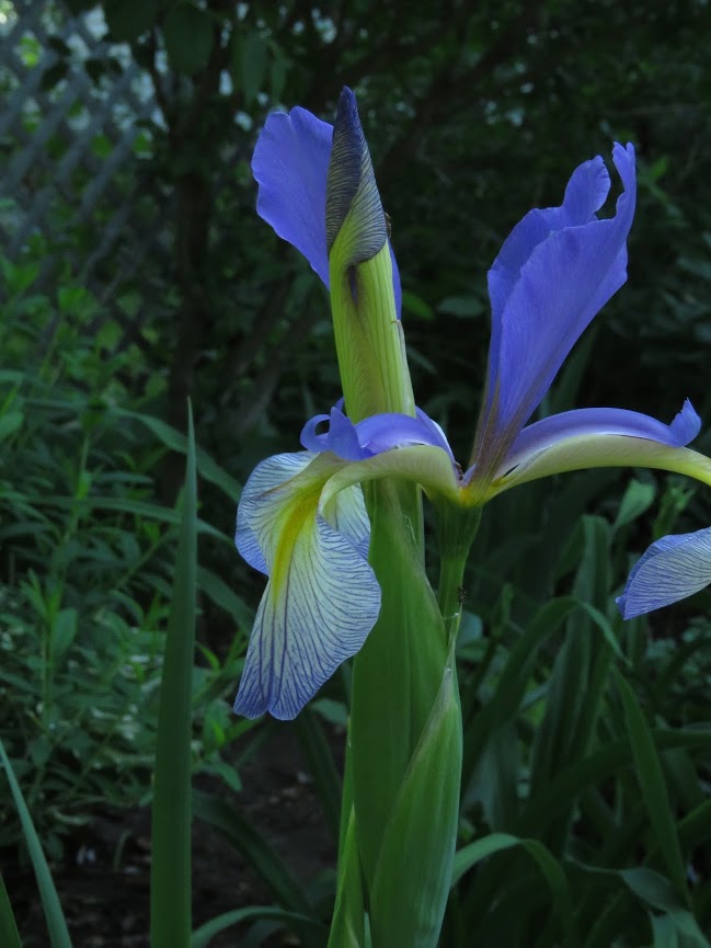 Iris spuria 'Russian blue'