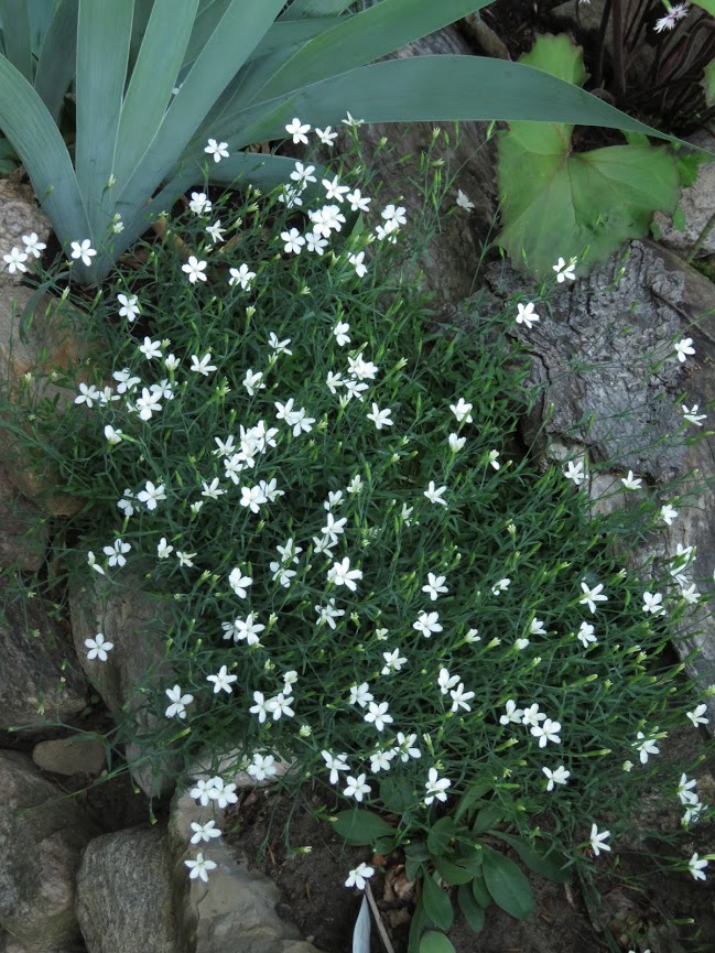 Oeillet, Oeillet &agrave; delta, Oeillet ciuch&eacute;, Oeillet glauque, Dianthus deltoides 'confetti white'