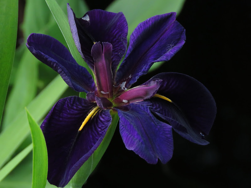 Iris de Louisiane, Iris louisiana 'black gamecock'
