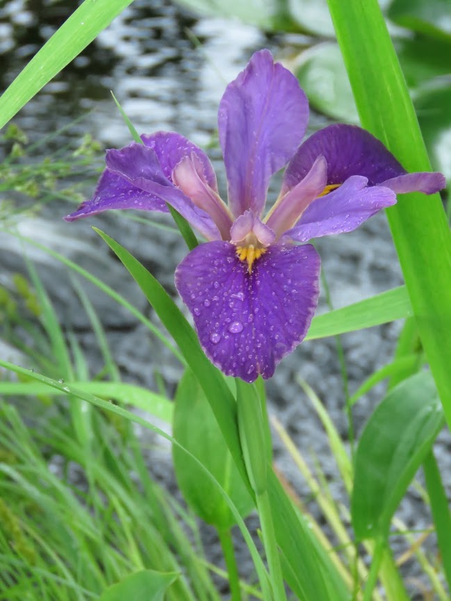 Iris de Louisiane Iris louisiana Jack Attack