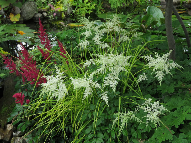 Astilbe Gold bowles
