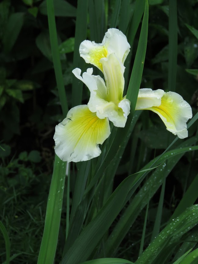 Iris spuria Brass Knocker