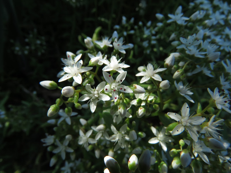 Orpin, s&eacute;dum, Sedum '&Agrave; fleur blanche'