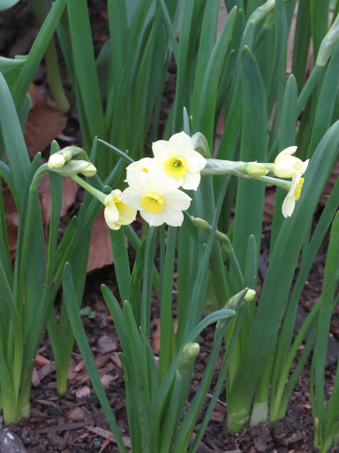 Narcisse, Narcisse &agrave; bouquet, Narcisse de Constantinople, Narcisse tazette, Narcissus tazetta 'Minnow'