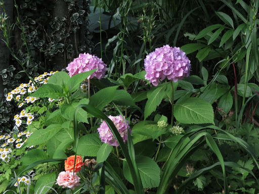 Hydrangée Hortensia Hydrangea macrophylla endless summer