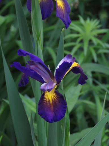 Iris spuria 'look again'