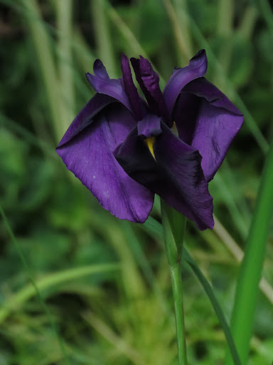 Iris kaempferi Iris ensata ruby king