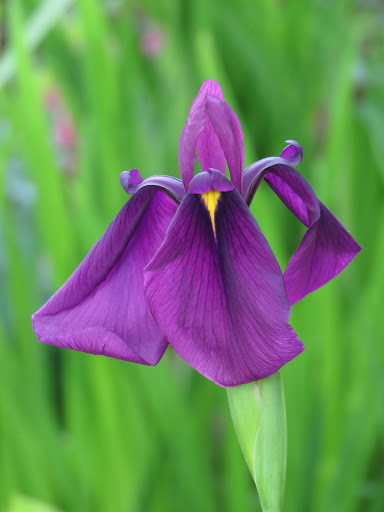 Iris kaempferi, Iris ensata 'ruby king'
