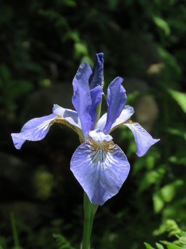 Iris de Sib&eacute;rie, Iris sibirica 'gatineau'