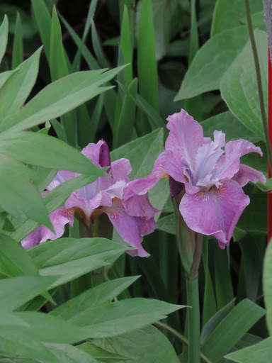 Iris de Sib&eacute;rie, Iris sibirica 'strawberry social'