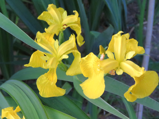 L'iris des marais, iris faux acore, iris jaune Iris pseudacorus 