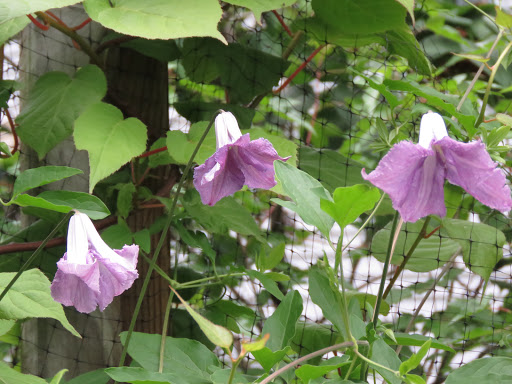 Cl&eacute;matite, Clematis viticella 'Betty Corning'
