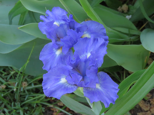 Iris d'Allemagne, Iris barbu Iris germanica tanzanite