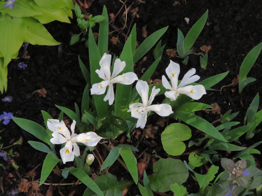 Iris cristata Tennessee white