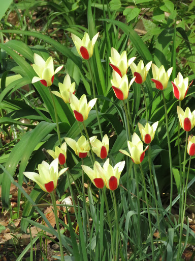 Tulipe, tulipes, Tulipe de l&rsquo;&#201;cluse, Tulipe de Perse, Tulipe&#8211;radis, Tulipa clusiana 'tinka'