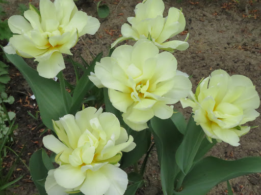 Tulipe, tulipes, Tulipa fosteriana 'Exotic Purissima'
