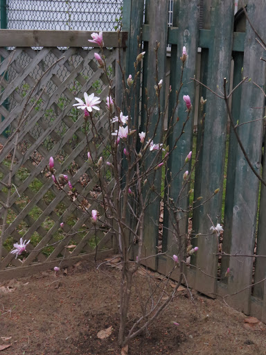 Magnolia ×loebneri 'L&eacute;onard Messel'