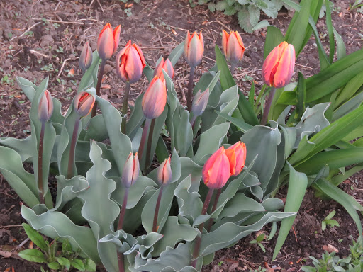 Tulipe, tulipes Tulipa Princess irene