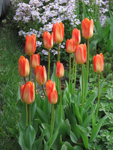 Tulipe, tulipes, Tulipa fosteriana 'Orange Emperor'