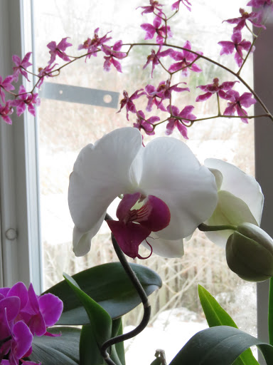 Orchid&eacute;e, phal., Phalaenopsis 'city girl'