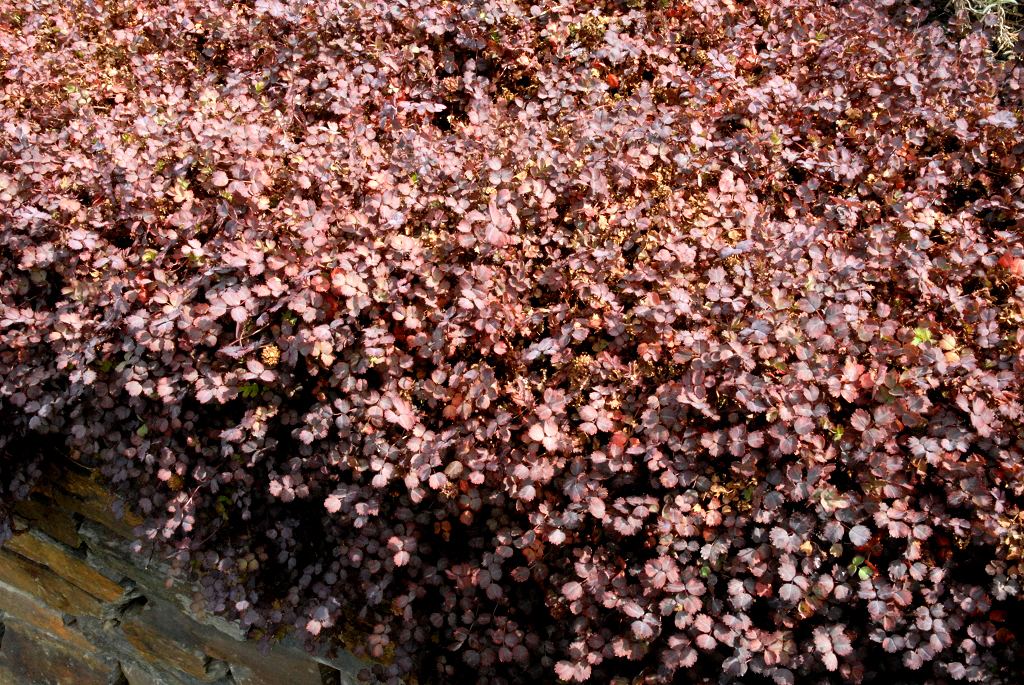 Acaena inermis 'purpurea'