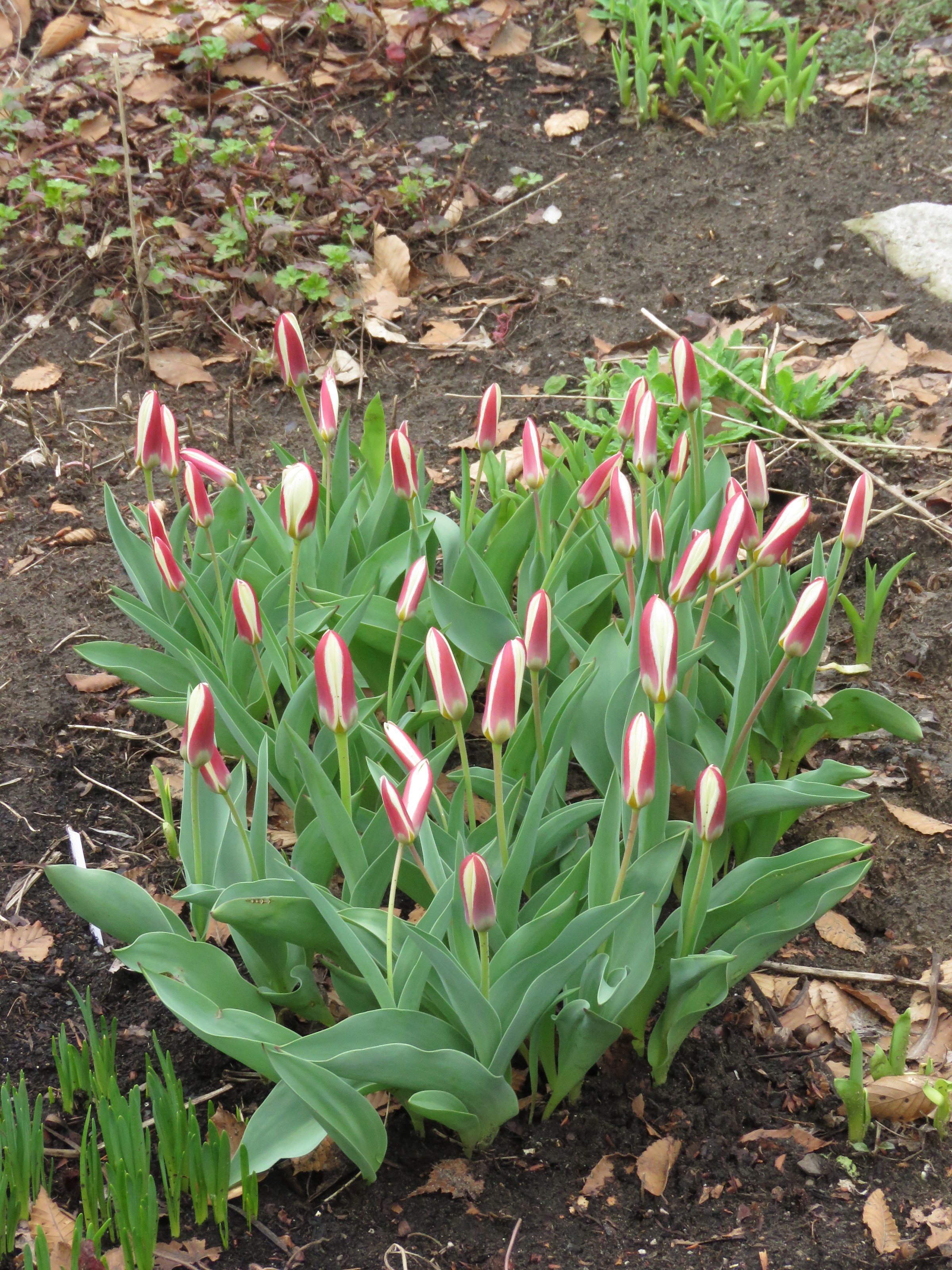 Tulipe, tulipes Tulipa kaufmannia Waterlily
